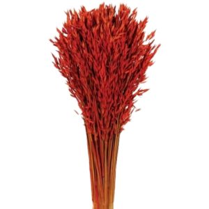 FLOR SECA-RAMO AVENA SATIVA 27-ROJO 80 CM