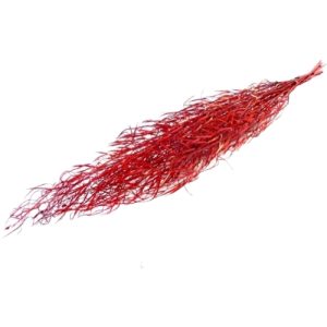 FLOR PRESERVADA-RAMO CHILE PRESS 59-BORDEAU 80-100 CM